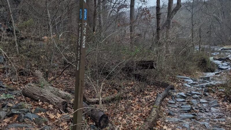 Gunpowder Falls State Park Parking-Pawpaws - Kingsville, MD