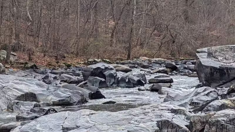 Gunpowder Falls State Park Parking-Pawpaws - Kingsville, MD