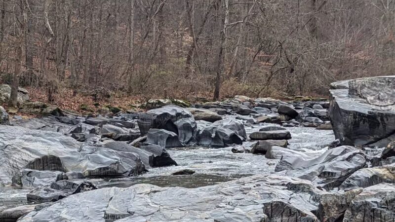 Gunpowder Falls State Park Parking-Pawpaws - Kingsville, MD