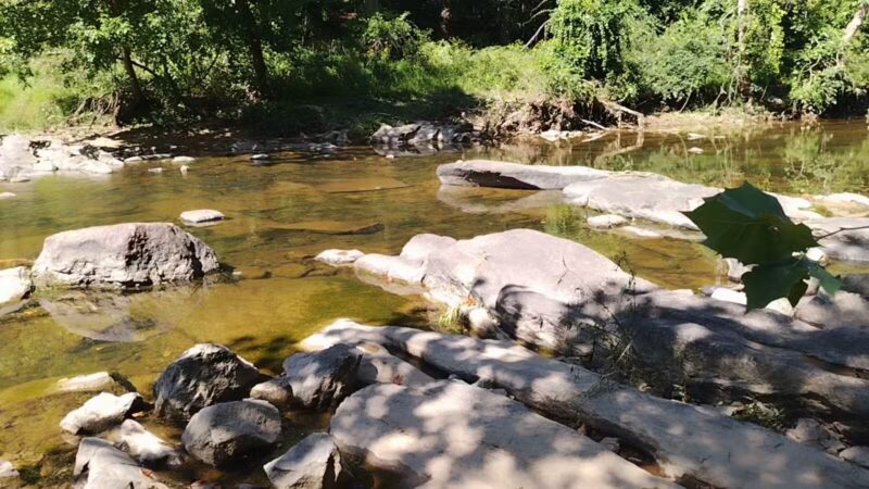 Gunpowder Falls State Park Parking-Pawpaws - Kingsville, MD