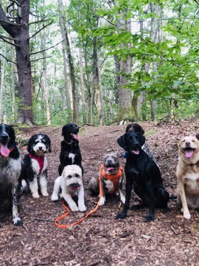 DL Dogs Pet Care - Kittery, ME