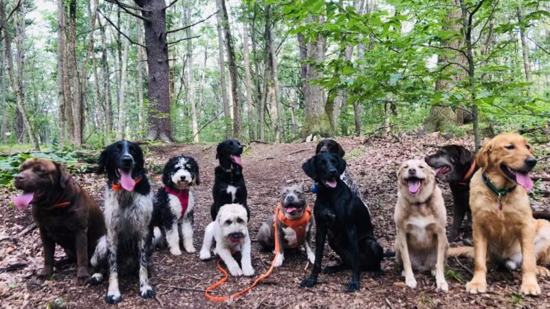 DL Dogs Pet Care - Kittery, ME