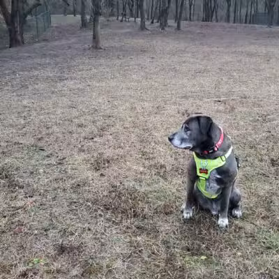 Holston River PetSafe Dog Park - Knoxville, TN