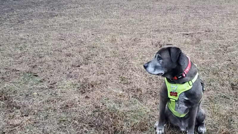 Holston River PetSafe Dog Park - Knoxville, TN
