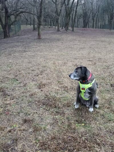 Holston River PetSafe Dog Park - Knoxville, TN