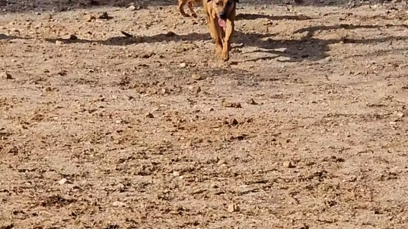Petsafe Downtown Dog Park - Knoxville, TN