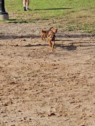Petsafe Downtown Dog Park - Knoxville, TN