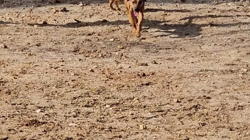 Petsafe Downtown Dog Park - Knoxville, TN
