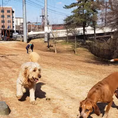 Petsafe Downtown Dog Park - Knoxville, TN