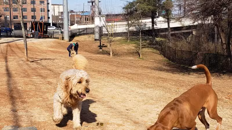 Petsafe Downtown Dog Park - Knoxville, TN