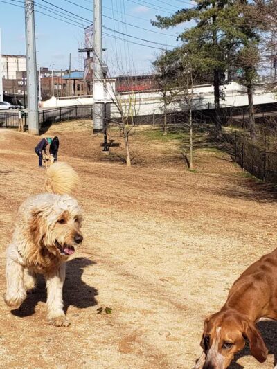 Petsafe Downtown Dog Park - Knoxville, TN