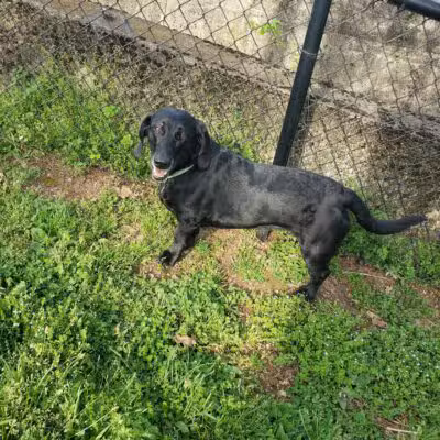 Petsafe Downtown Dog Park - Knoxville, TN