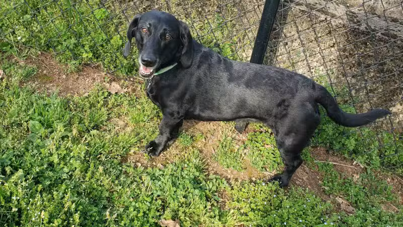 Petsafe Downtown Dog Park - Knoxville, TN