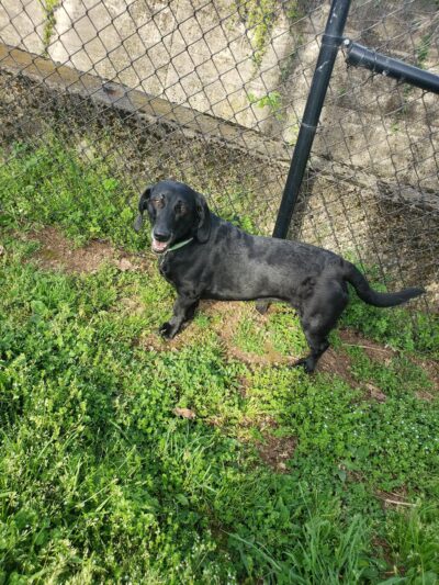 Petsafe Downtown Dog Park - Knoxville, TN