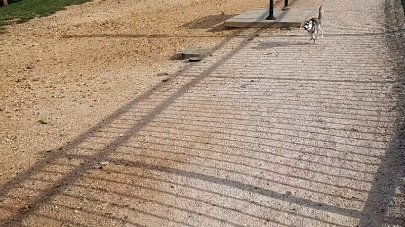 Petsafe Downtown Dog Park - Knoxville, TN