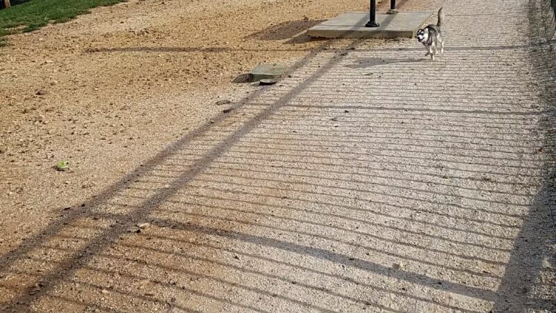 Petsafe Downtown Dog Park - Knoxville, TN
