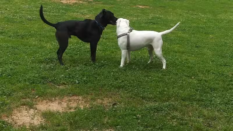 Petsafe Downtown Dog Park - Knoxville, TN