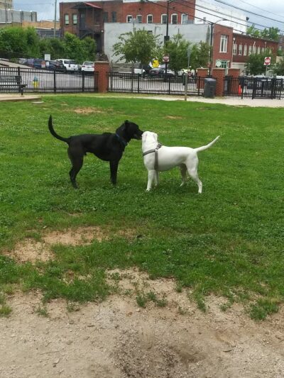 Petsafe Downtown Dog Park - Knoxville, TN