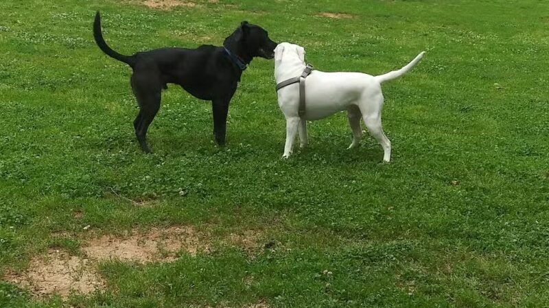 Petsafe Downtown Dog Park - Knoxville, TN
