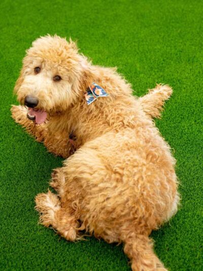 The Bark - Knoxville, TN