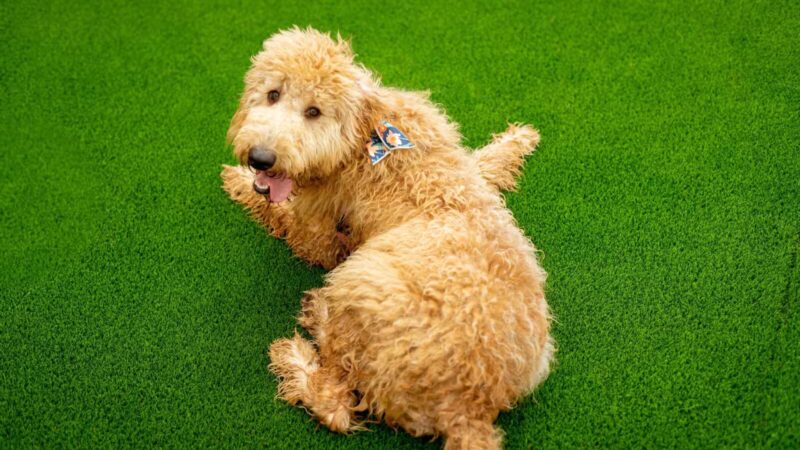 The Bark - Knoxville, TN