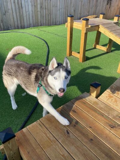 The Bark - Knoxville, TN