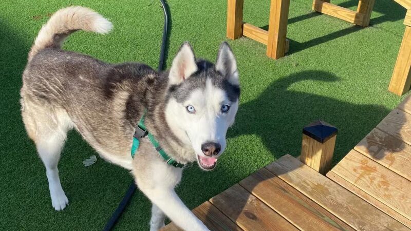 The Bark - Knoxville, TN