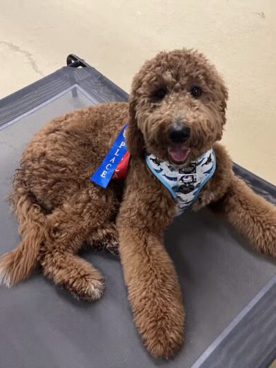 The Bark - Knoxville, TN