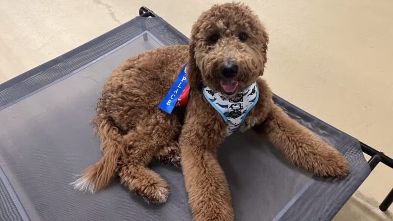 The Bark - Knoxville, TN