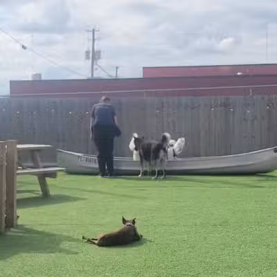 The Bark - Knoxville, TN