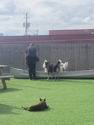 The Bark - Knoxville, TN