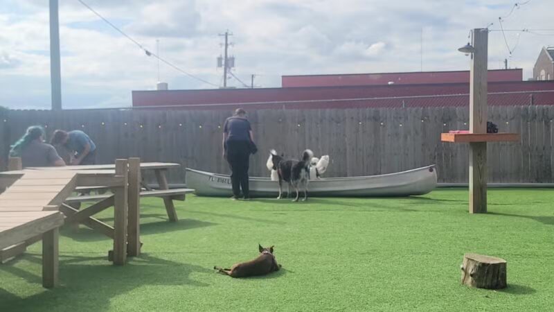 The Bark - Knoxville, TN