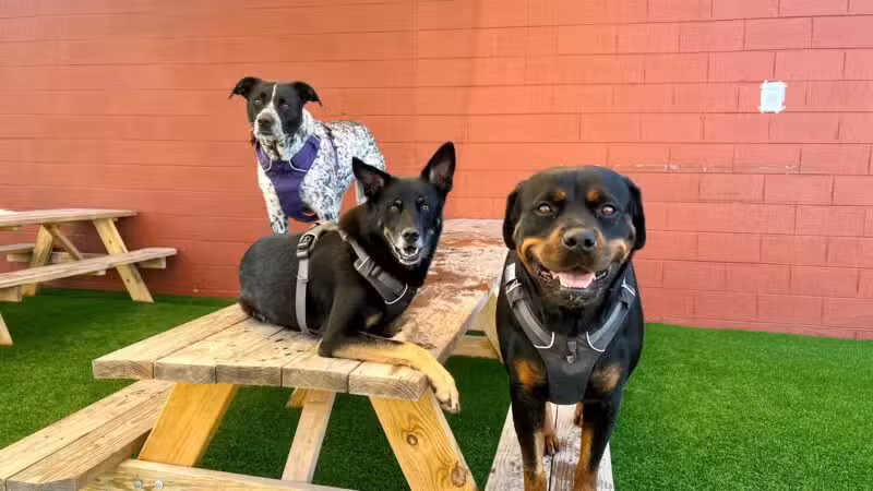 The Bark - Knoxville, TN