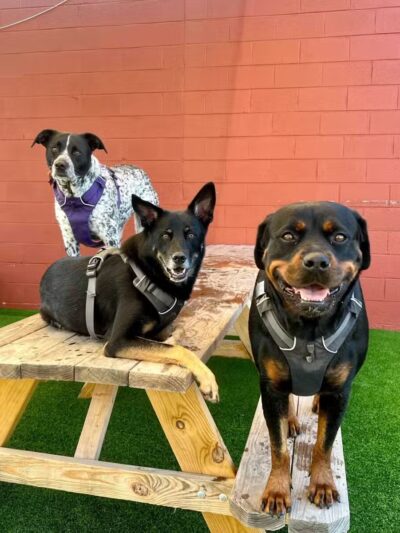 The Bark - Knoxville, TN