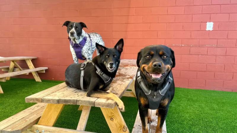 The Bark - Knoxville, TN