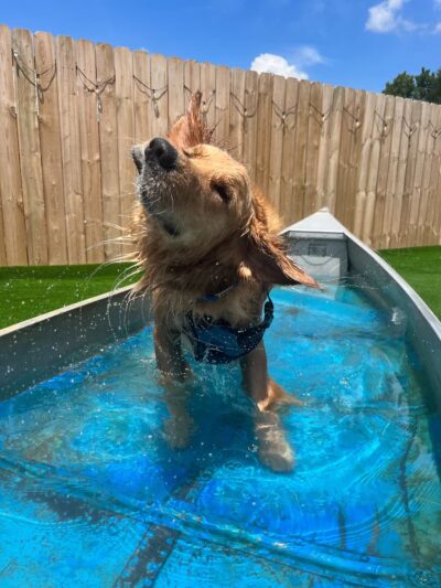 The Bark - Knoxville, TN