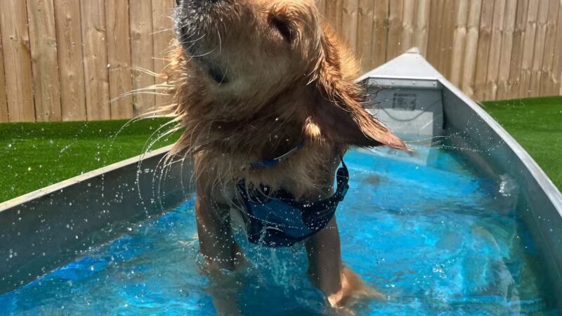 The Bark - Knoxville, TN