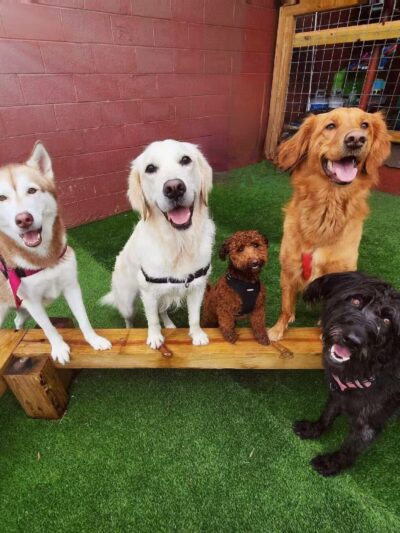 The Bark - Knoxville, TN