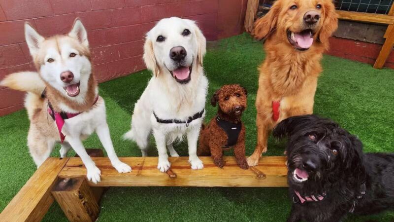 The Bark - Knoxville, TN