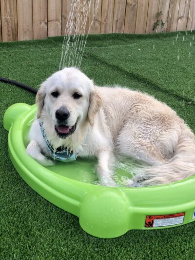 The Bark - Knoxville, TN