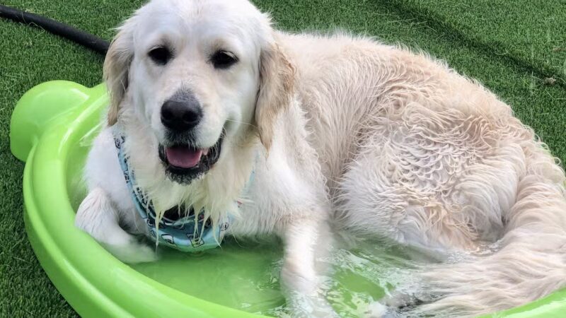 The Bark - Knoxville, TN