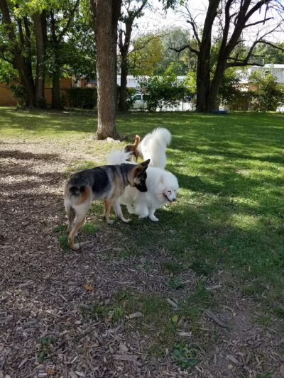 Mehlig Dog Park - Kokomo, IN