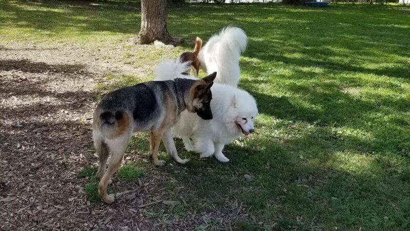 Mehlig Dog Park - Kokomo, IN