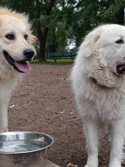 Mehlig Dog Park - Kokomo, IN