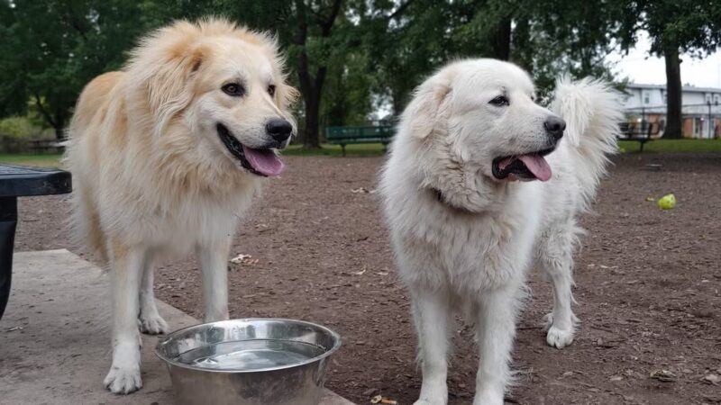 Mehlig Dog Park - Kokomo, IN