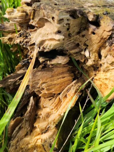 Alfier Park - La Grange, CA