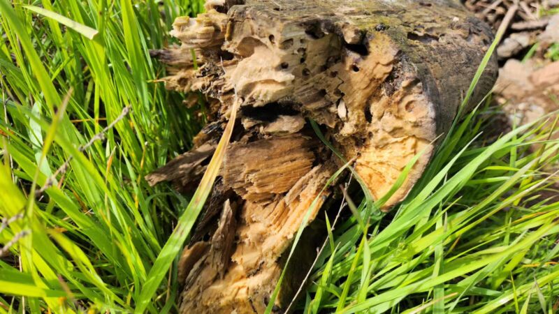 Alfier Park - La Grange, CA