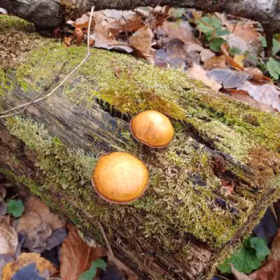 Winona State Forest Trail Head - Lacona, NY