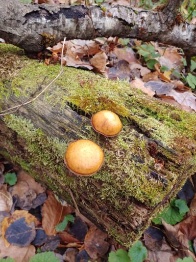 Winona State Forest Trail Head - Lacona, NY