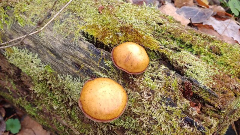 Winona State Forest Trail Head - Lacona, NY